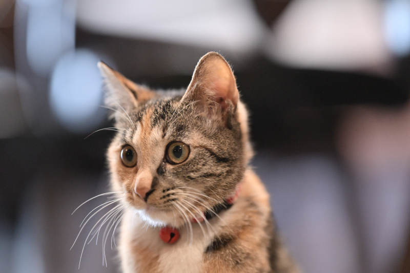 猫咪凝视远方图片