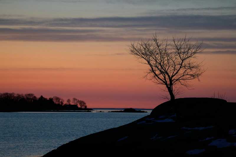 暮色湖畔孤树图片