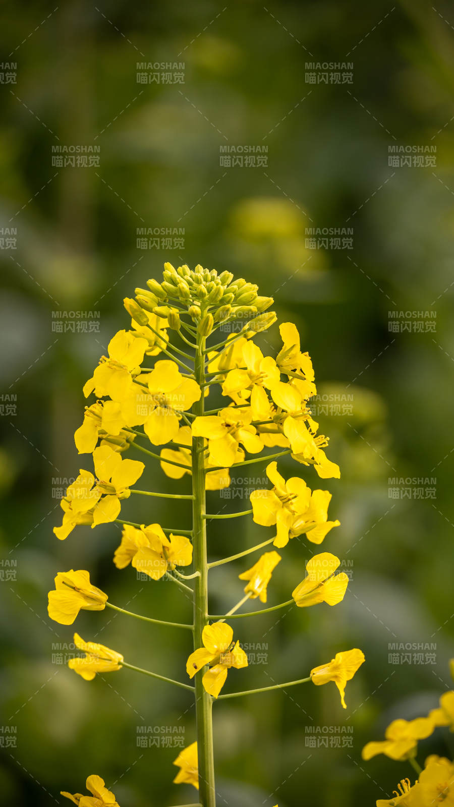 油菜花绽放图片