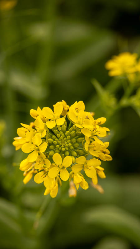 金黄花簇绽放图片