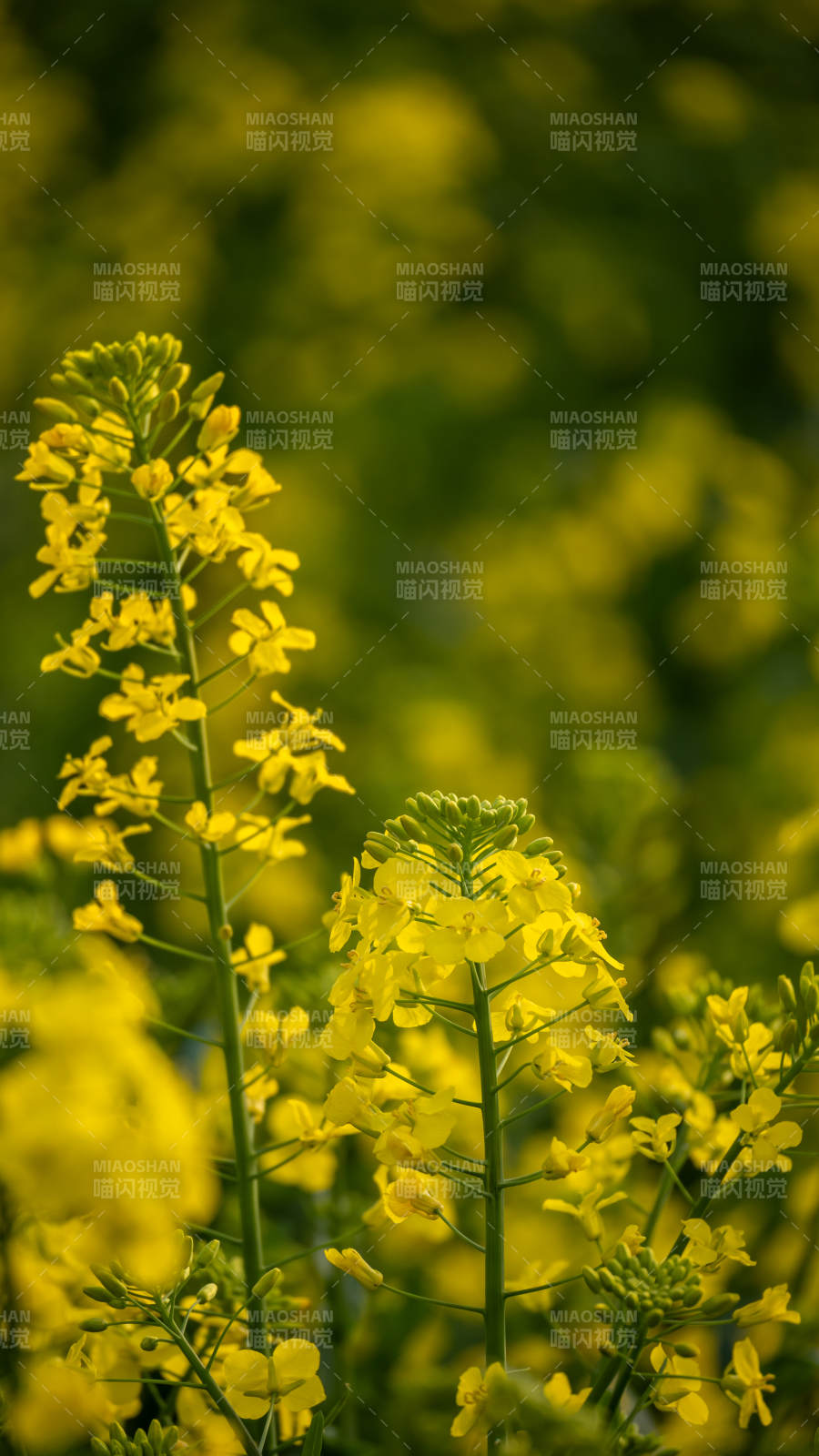 油菜花海绽放图片