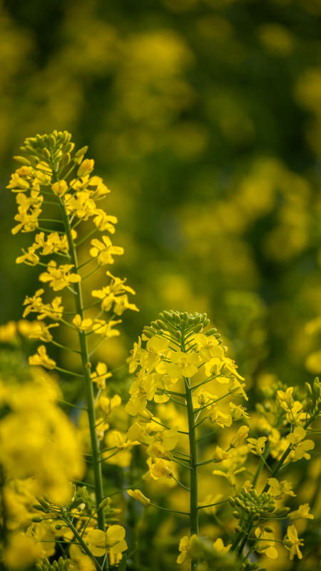 油菜花海绽放图片