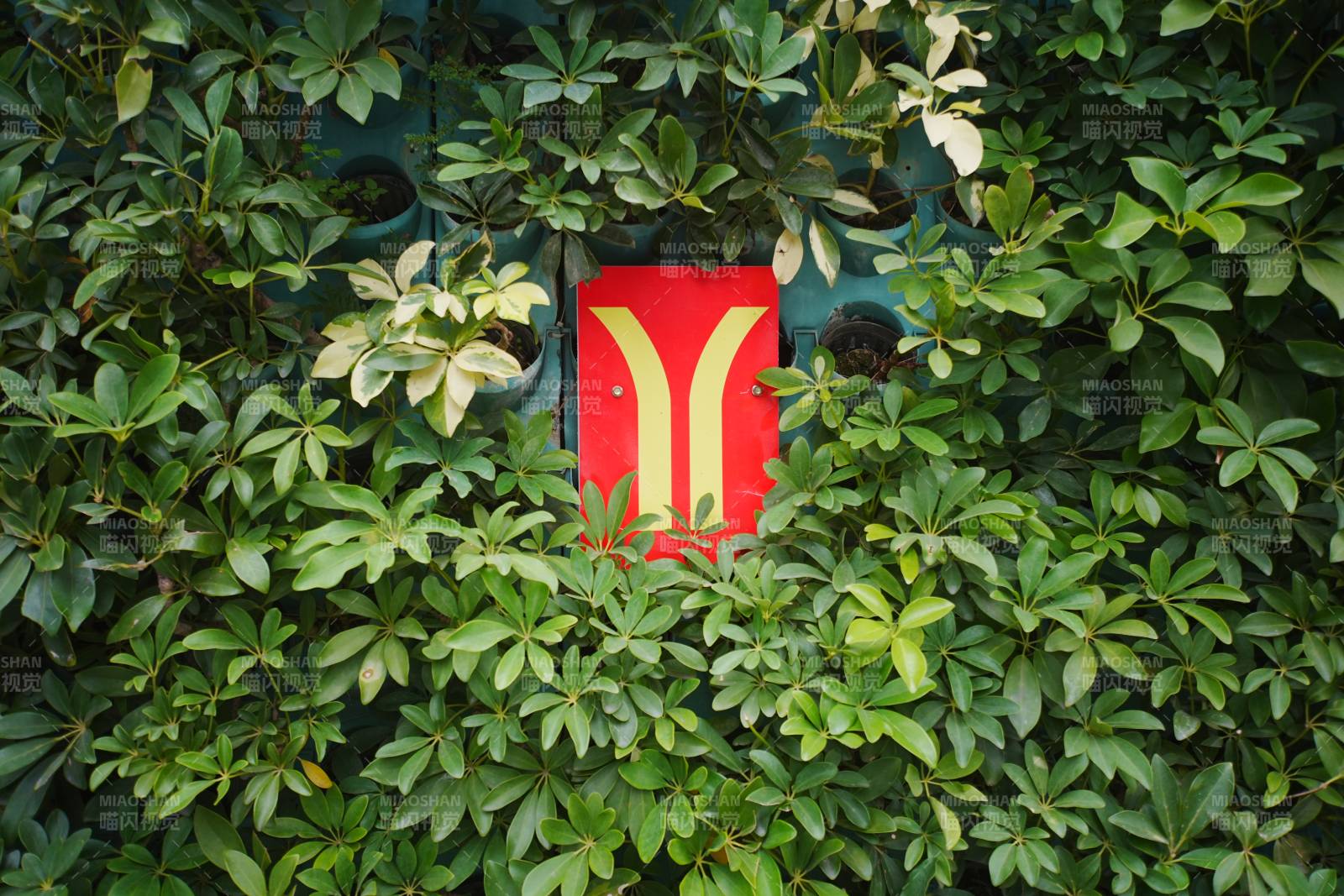 绿叶中的红色标志图片