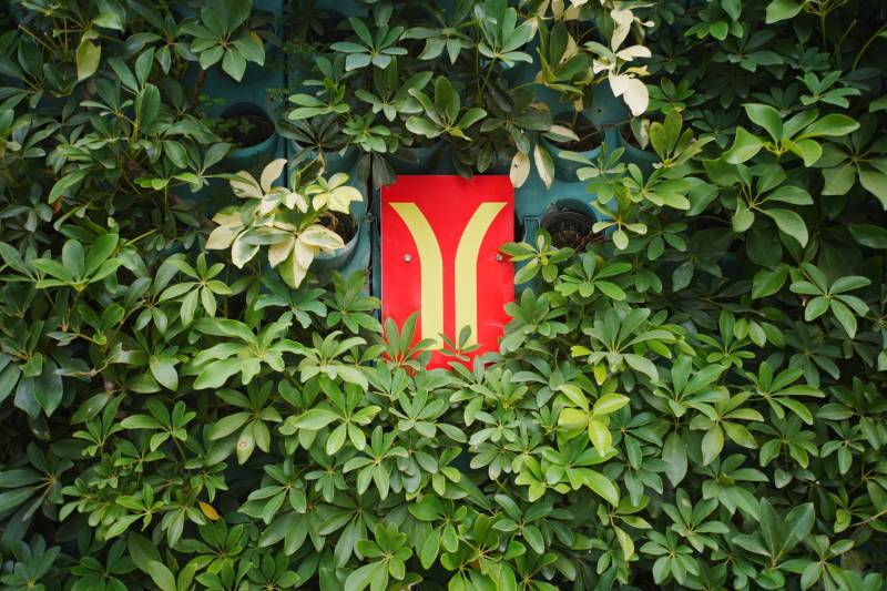 绿叶中的红色标志图片