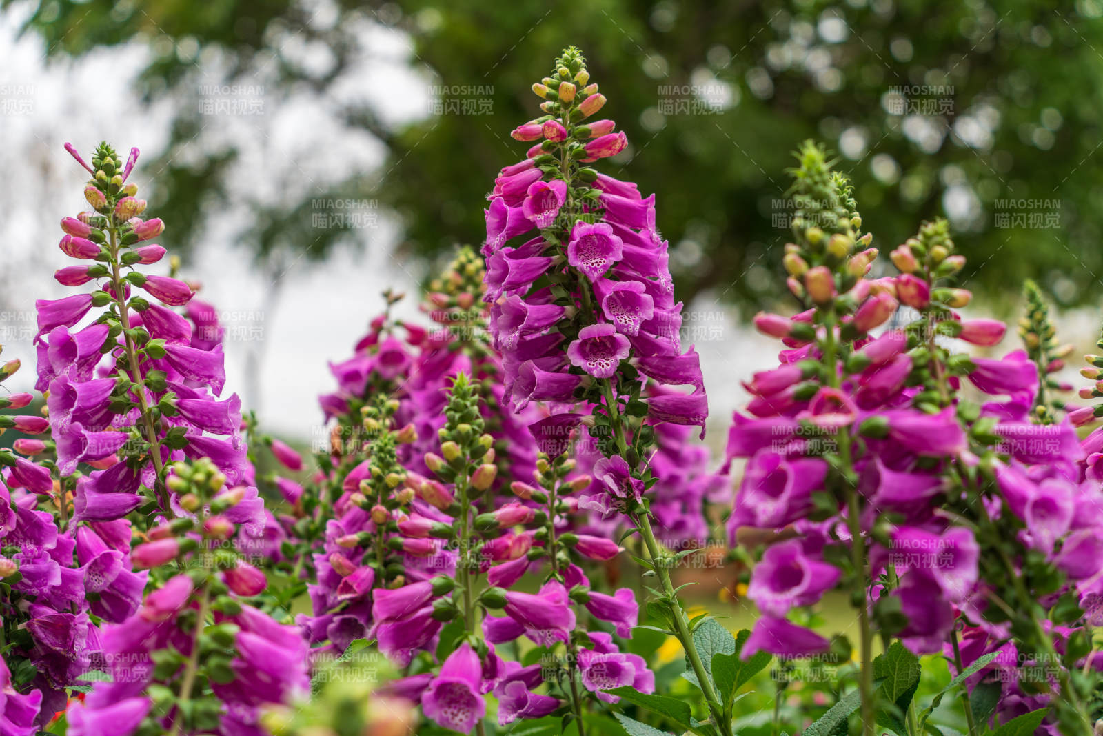 紫花绽放 生机盎然图片