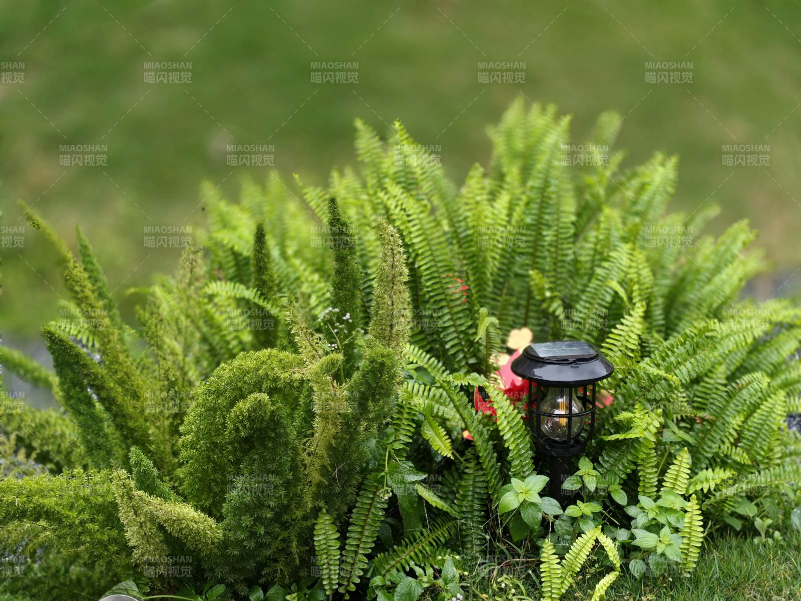 绿植中的小灯笼图片