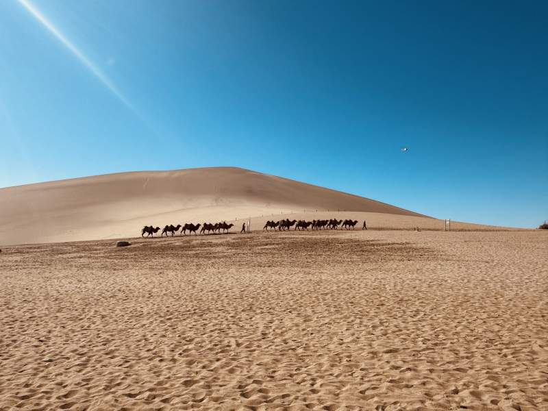 沙漠驼队行进图图片