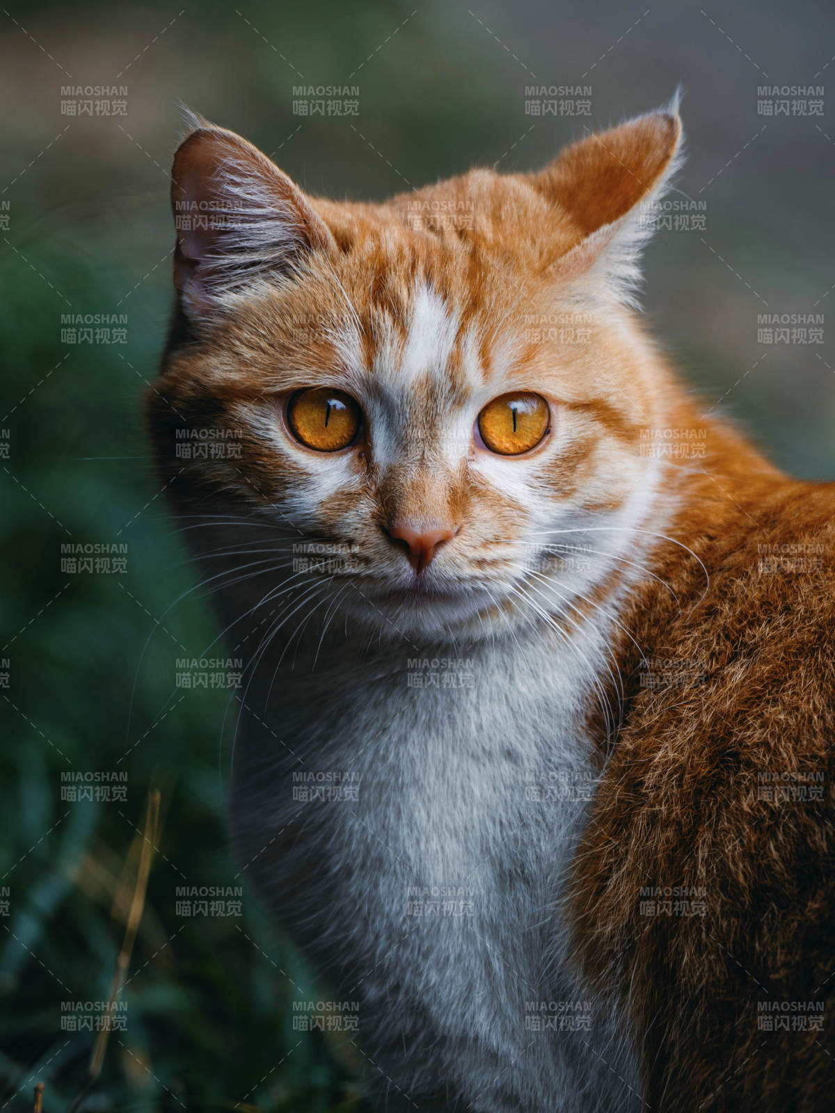 橙猫凝视图片