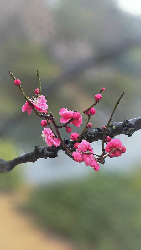 梅花绽放枝头图片