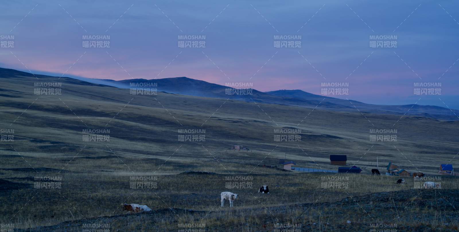 草原暮色牛群图片