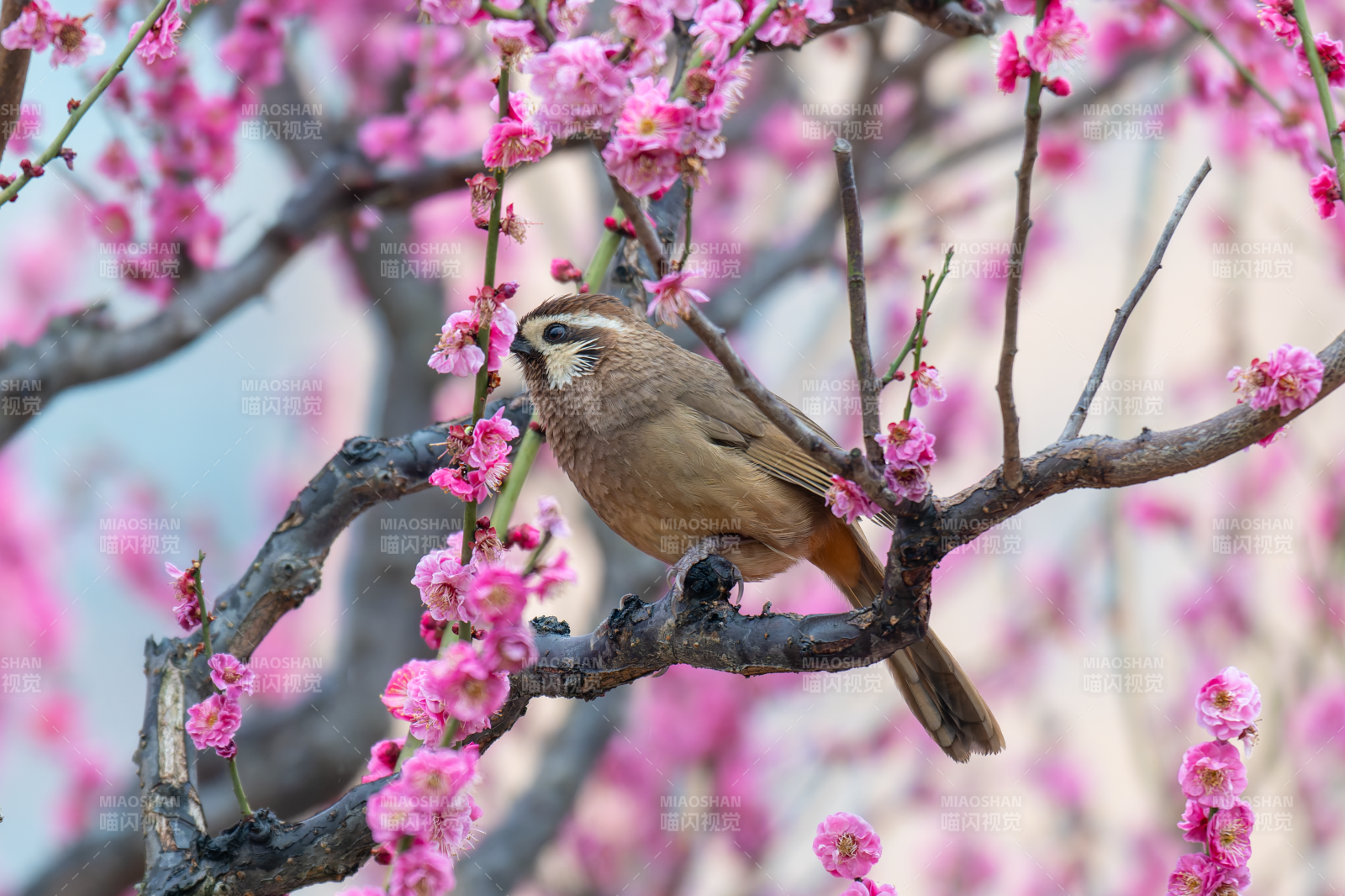 春鸟栖梅枝图片