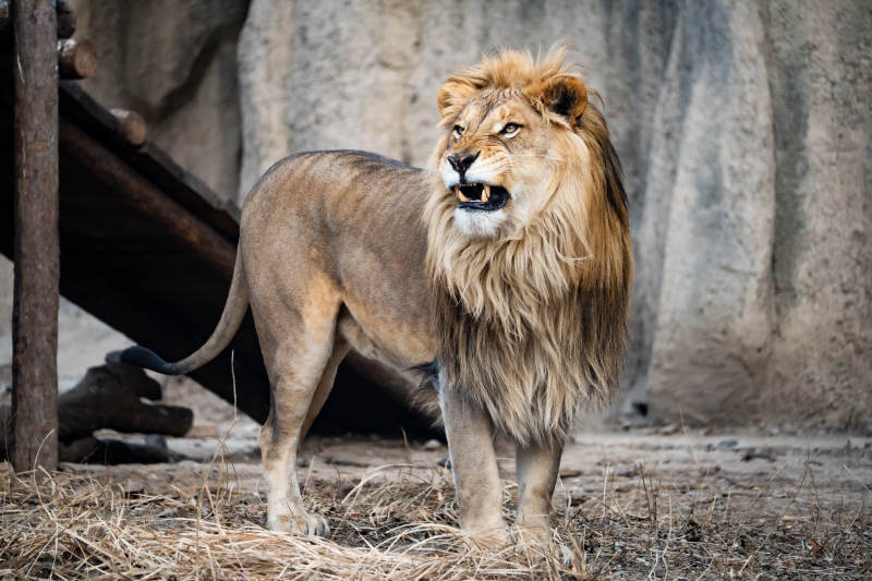雄狮威风凛凛图片