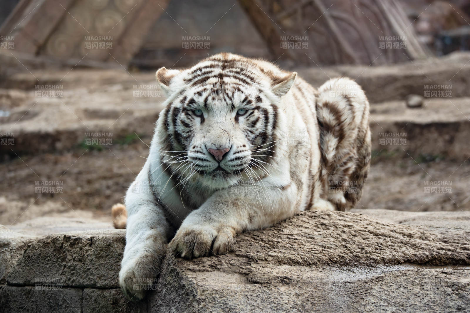 白虎静卧石上图片
