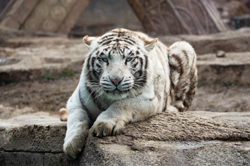 白虎静卧石上图片