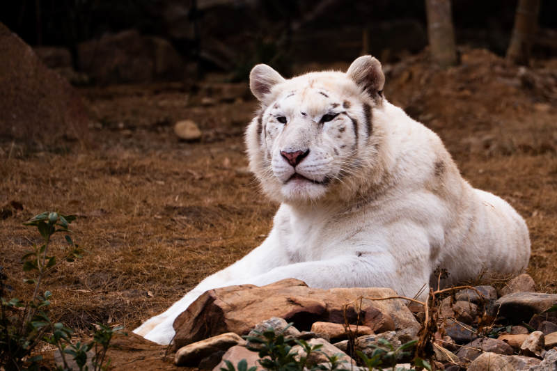 白虎静卧岩石间图片