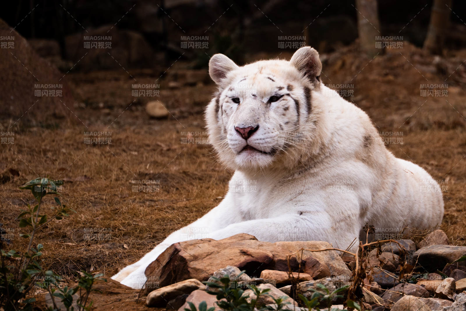 白虎静卧岩石间图片
