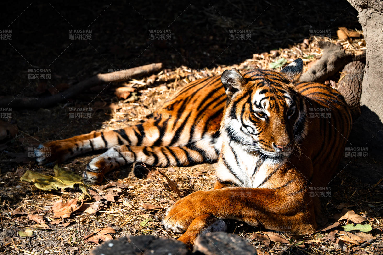老虎静卧林间图片