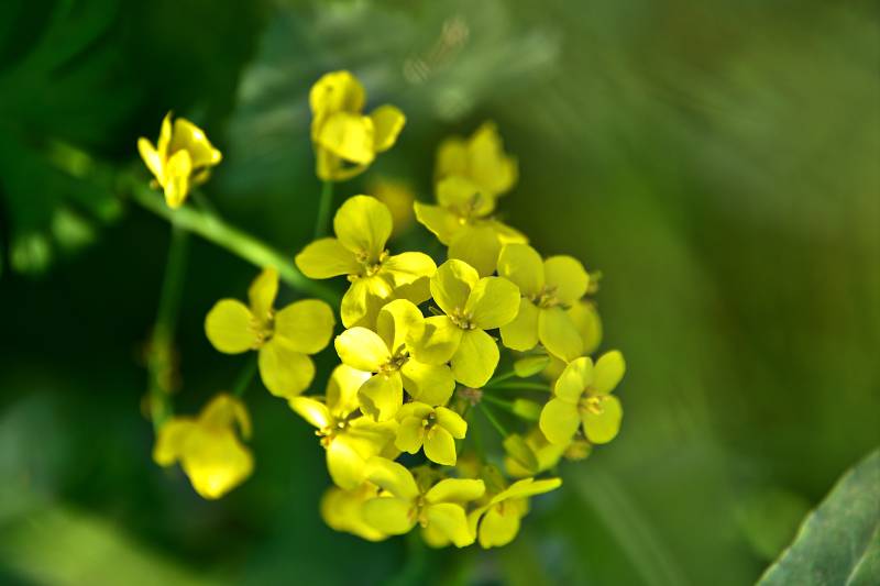 黄花绽放绿叶间图片
