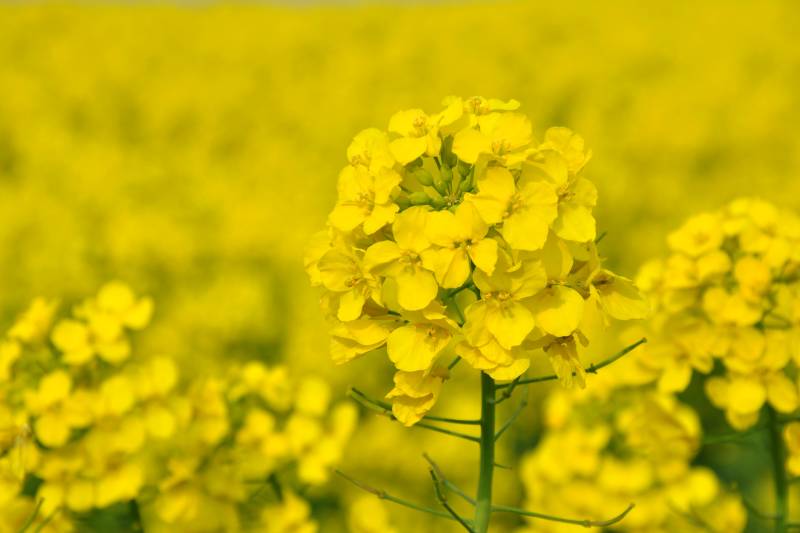 油菜花海绽放图片