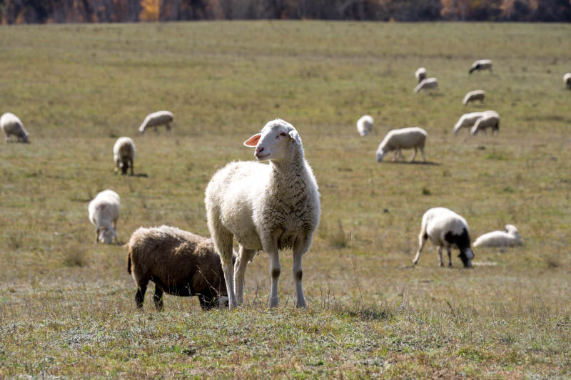 羊群在乌兰布统草原草地上悠闲地吃草图片