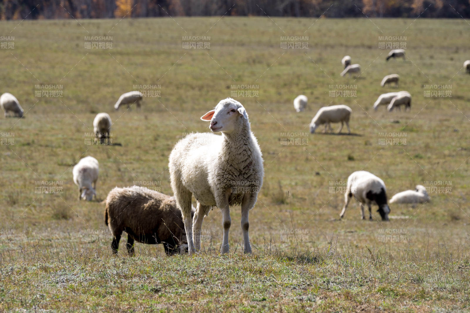 羊群在乌兰布统草原草地上悠闲地吃草图片