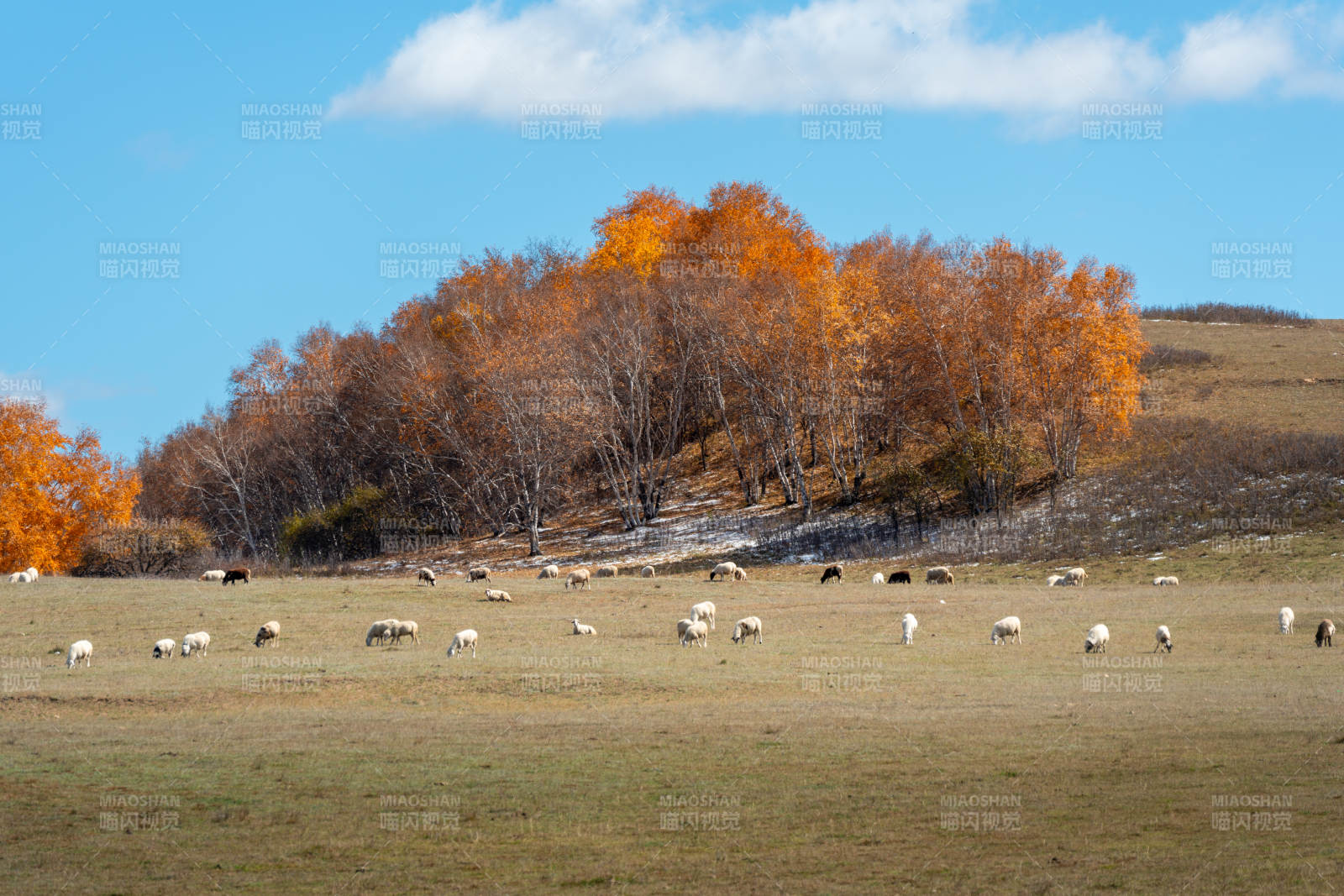 乌兰布统草原秋日牧羊图图片