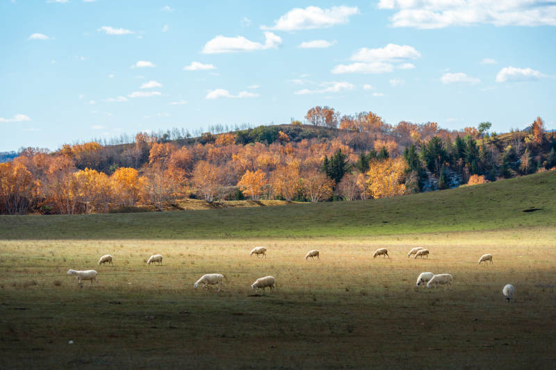 乌兰布统草原的秋野牧羊图图片