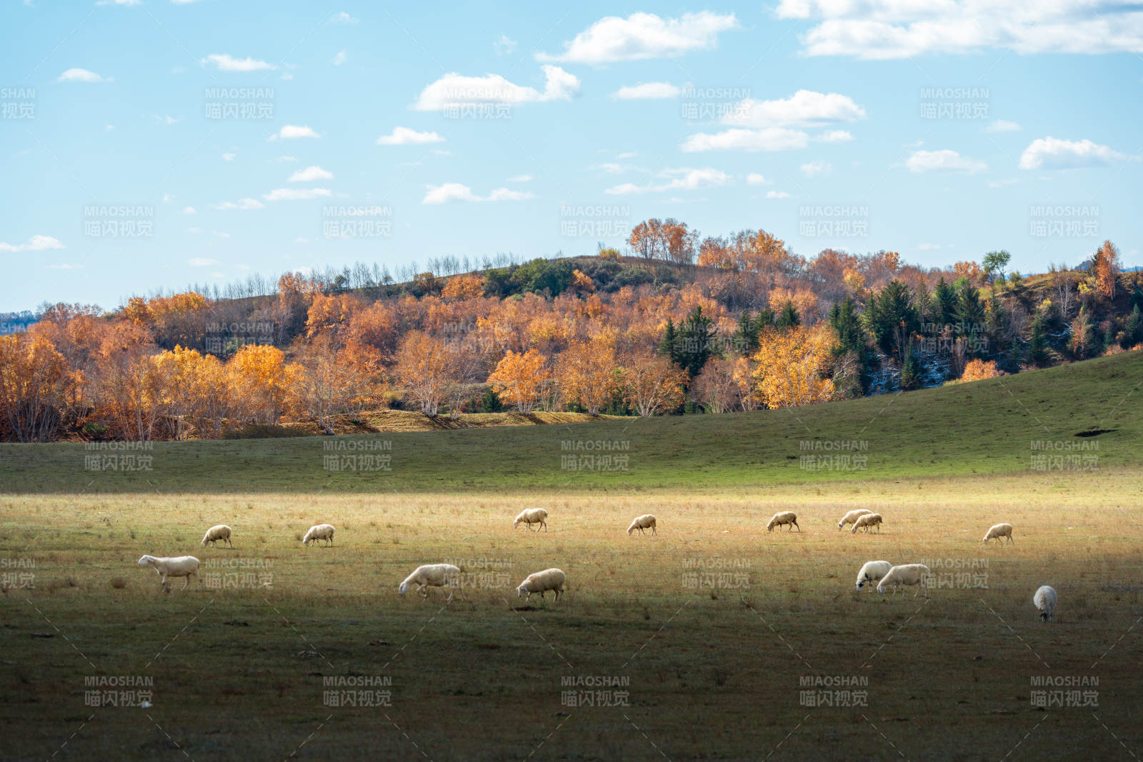 乌兰布统草原的秋野牧羊图图片