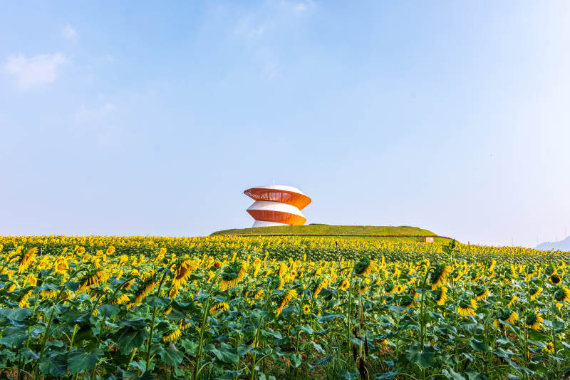 深圳光明向日葵花海与现代建筑图片