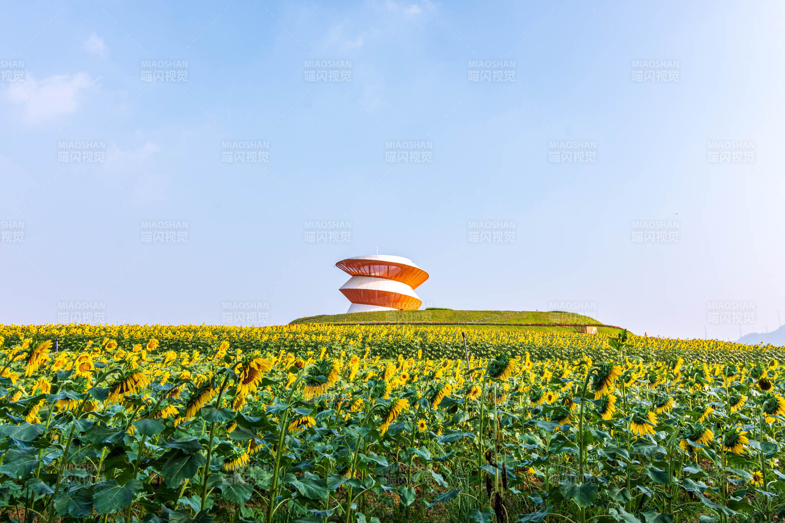 深圳光明向日葵花海与现代建筑图片