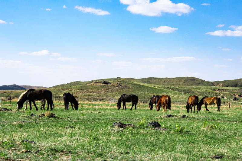 呼伦贝尔草原上的马群图片