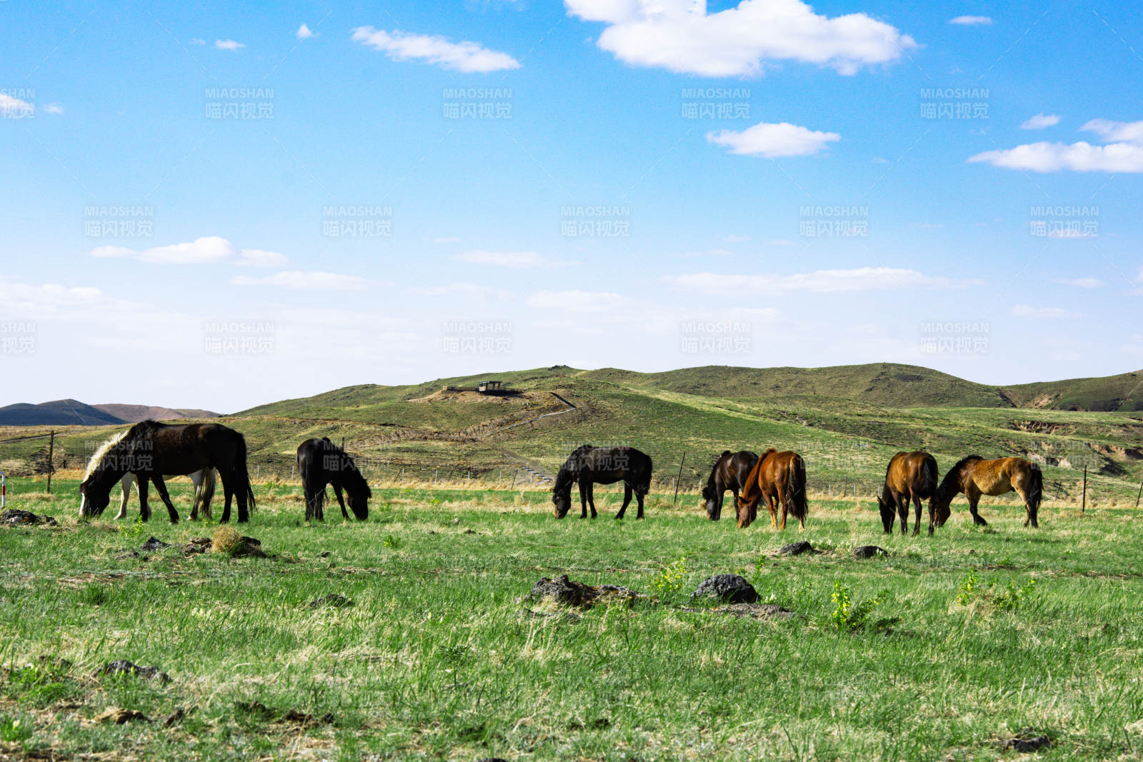 呼伦贝尔草原上的马群图片