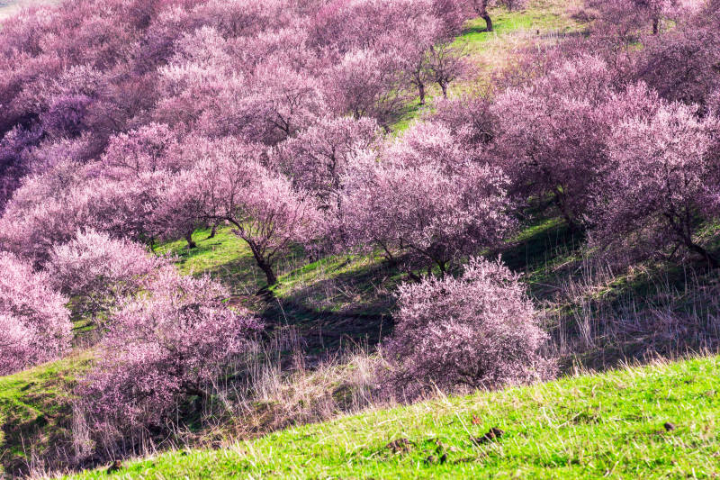 新疆伊犁杏花沟盛开的杏花图片