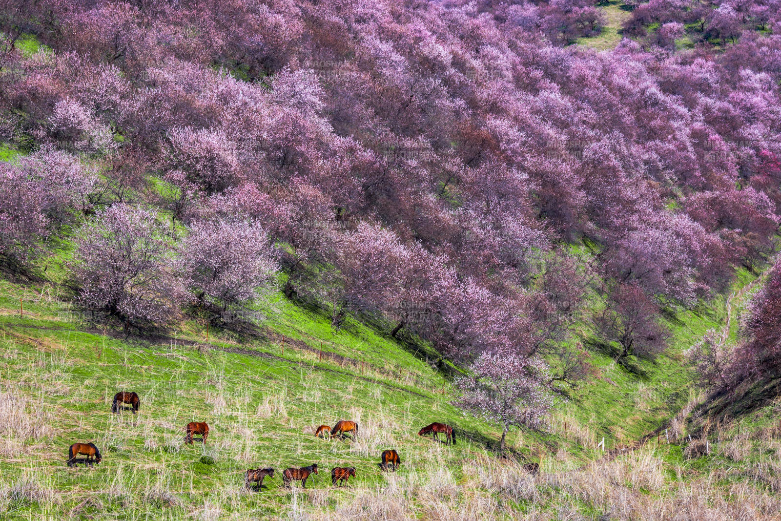新疆伊犁杏花沟盛开的杏花与马群图片