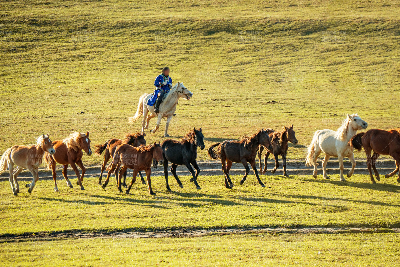乌兰布统草原骑手引领马群奔跑图片