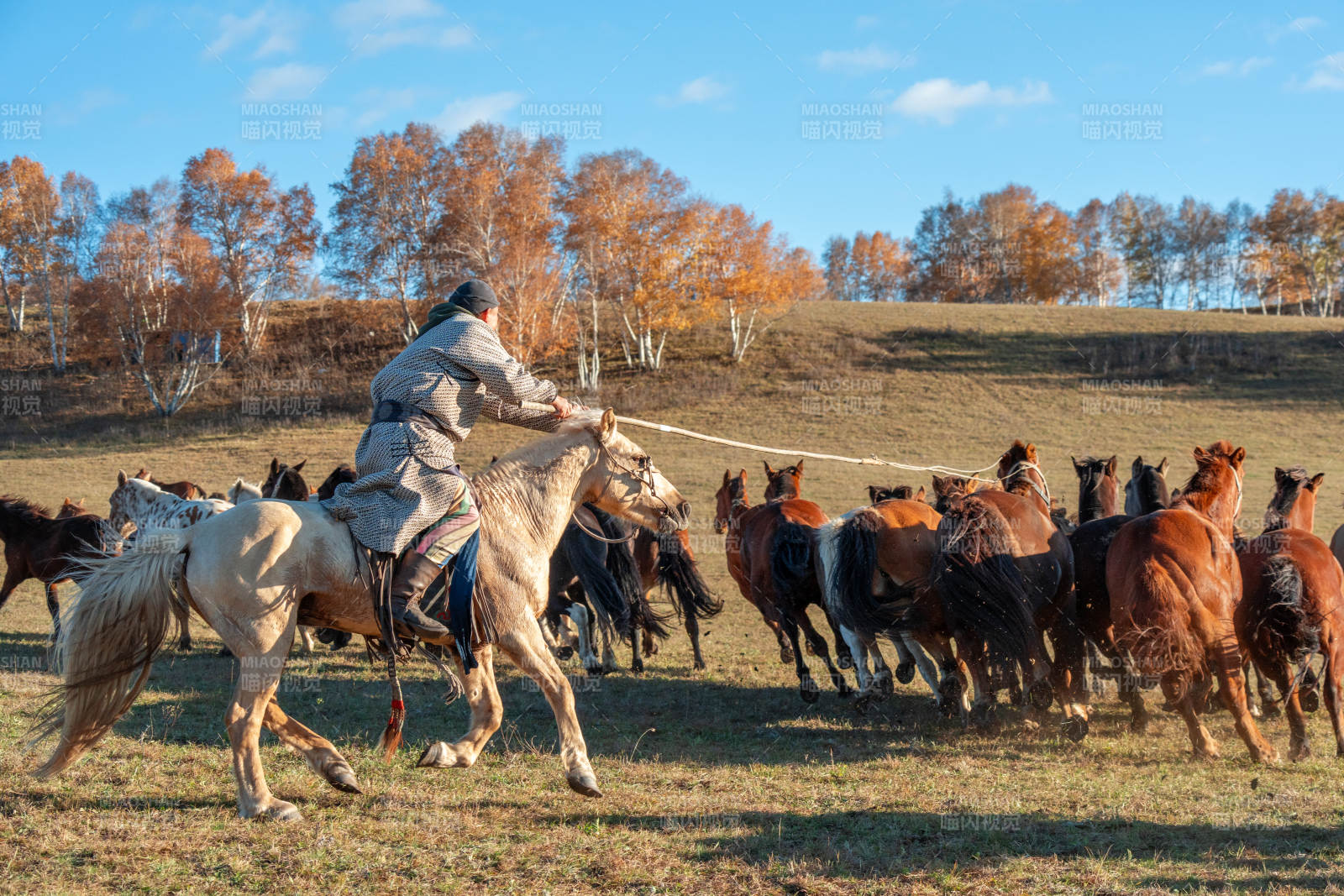 牧马人驱赶马群图片