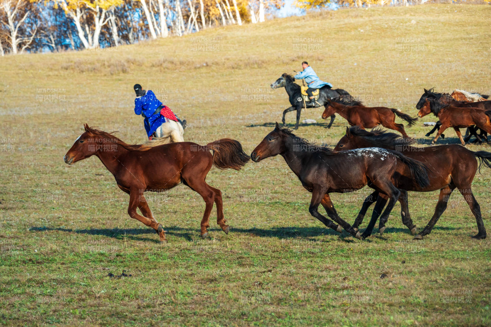 骏马奔腾草原上图片