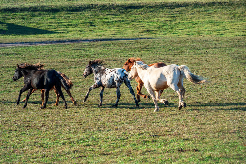 骏马奔腾草原图片