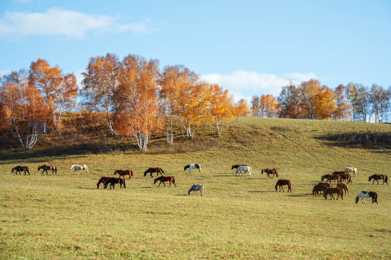 乌兰布统草原秋野与马群图片