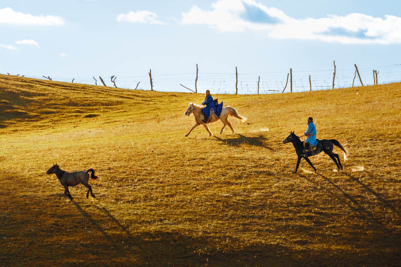 草原骑马追马图片