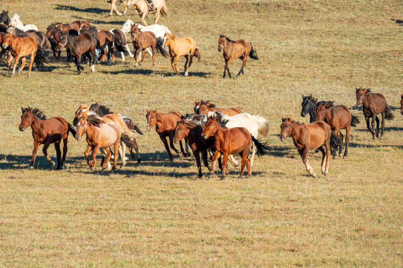 草原上的马群奔跑图片
