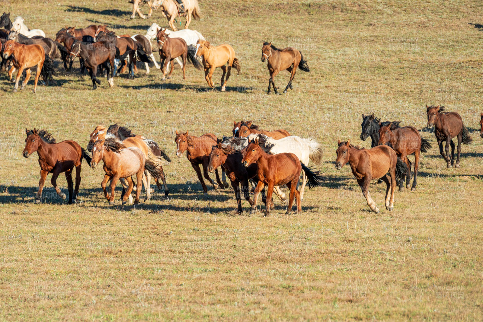 草原上的马群奔跑图片