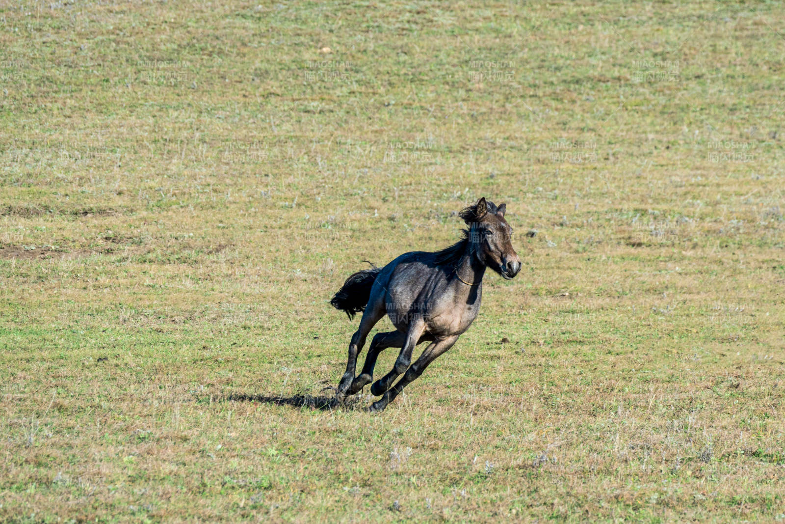 骏马奔腾草原图片