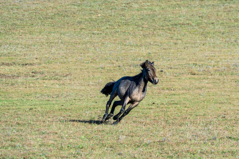骏马奔腾草原图片