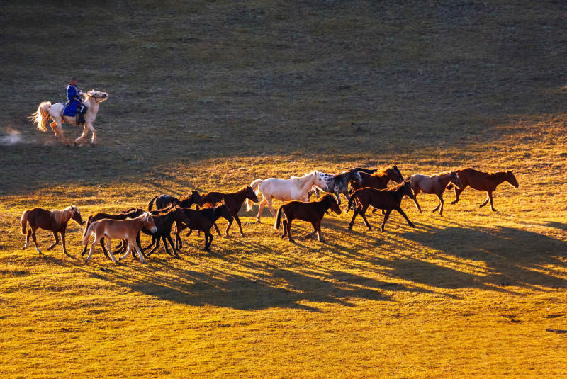 草原牧马图图片