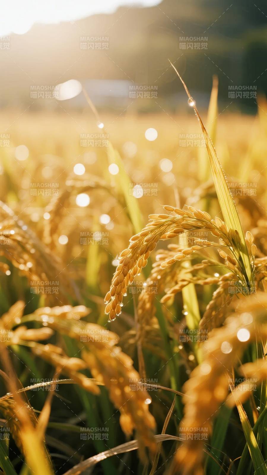 金稻晨露图片