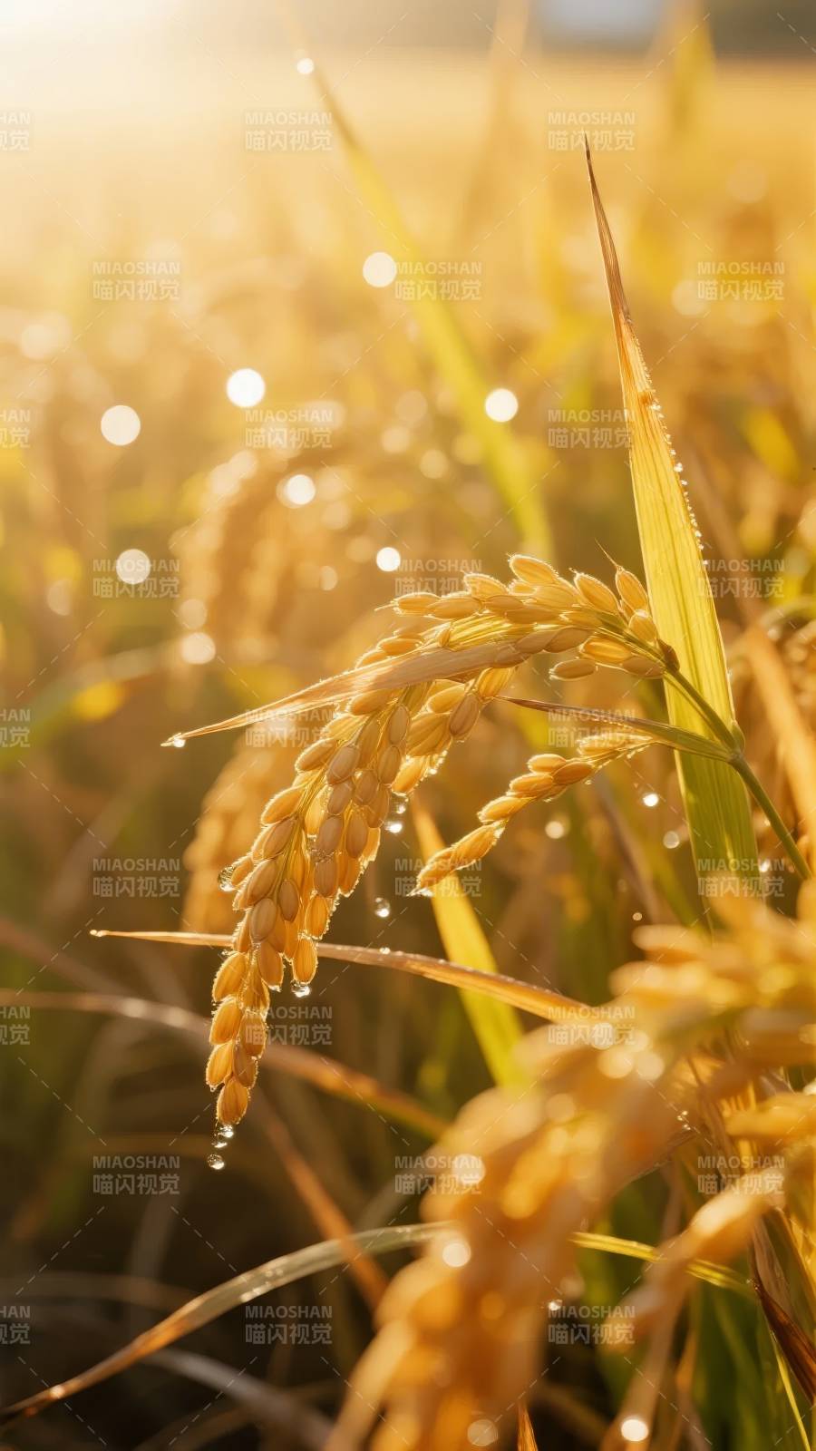 金稻露珠晨光图片