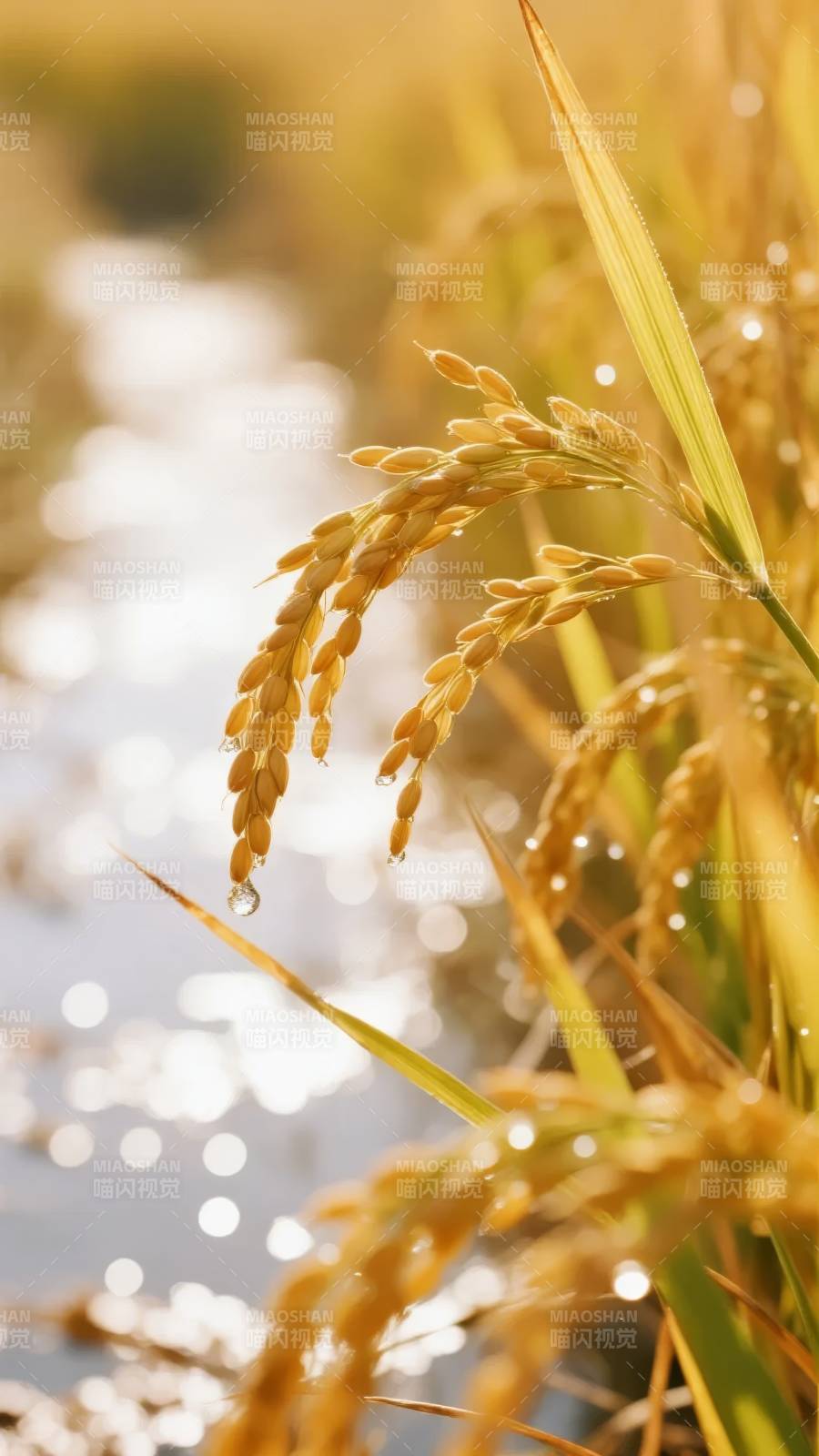 金稻露珠映水光图片