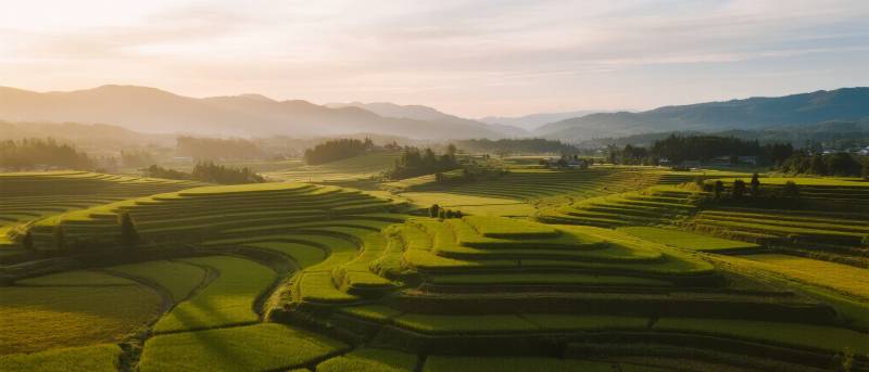 梯田晨光图片