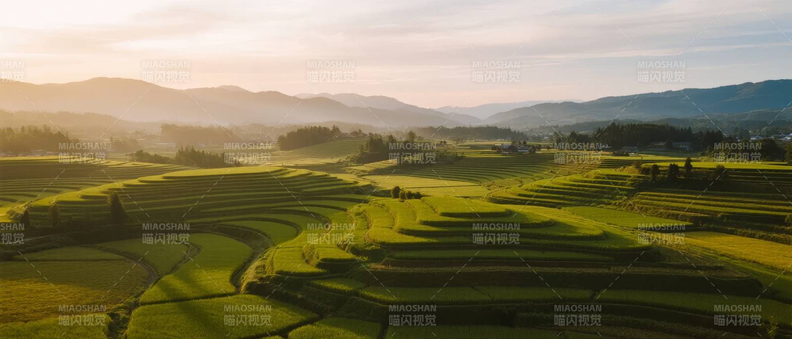 梯田晨光图片